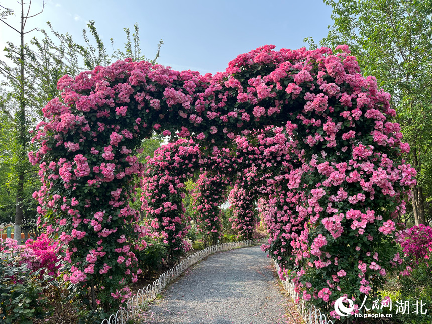 沙湖公園月季園。人民網(wǎng)記者 張沛攝