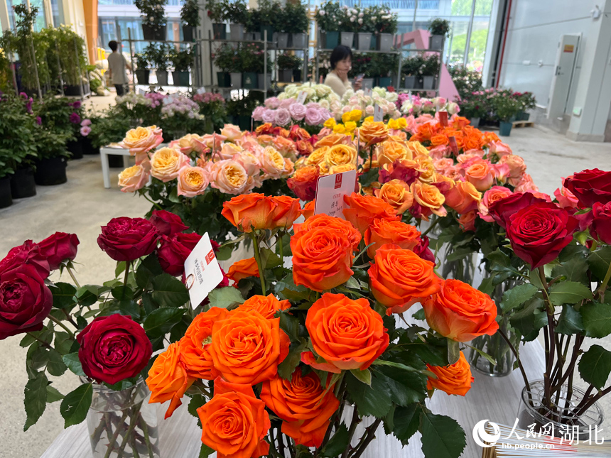 沙湖公園永久展區(qū)展出的月季。人民網(wǎng)記者 張沛攝