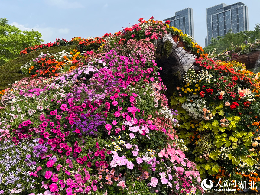 沙湖公園濱水廣場上，布置的花卉應(yīng)用場景。人民網(wǎng)記者 張沛攝