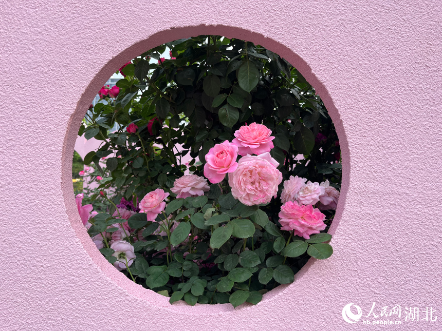 沙湖公園濱水廣場上，布置的花卉應(yīng)用場景。人民網(wǎng)記者 張沛攝