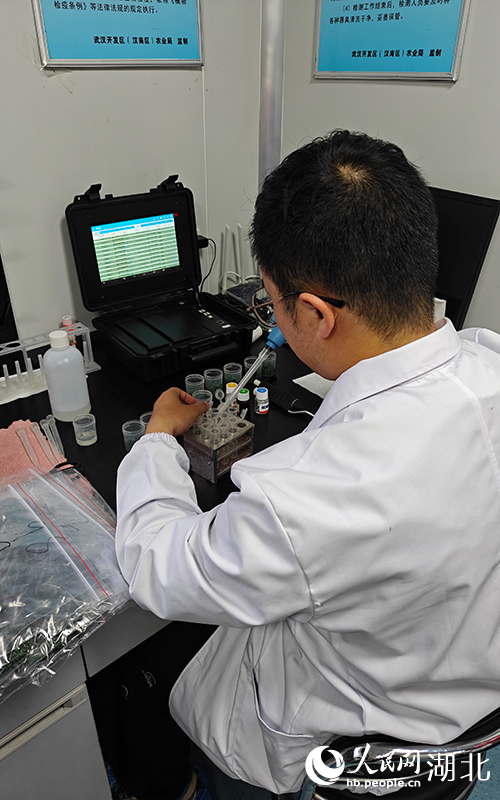 武漢農(nóng)業(yè)檢測中心工作人員現(xiàn)場對皺葉菜進(jìn)行檢測。