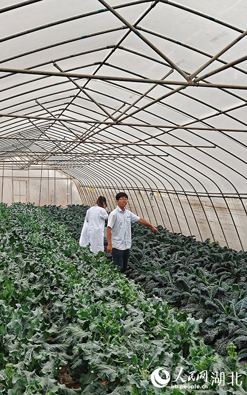 武漢農業(yè)檢測中心工作人員在亞非農業(yè)科技園皺葉菜種植基地檢測。