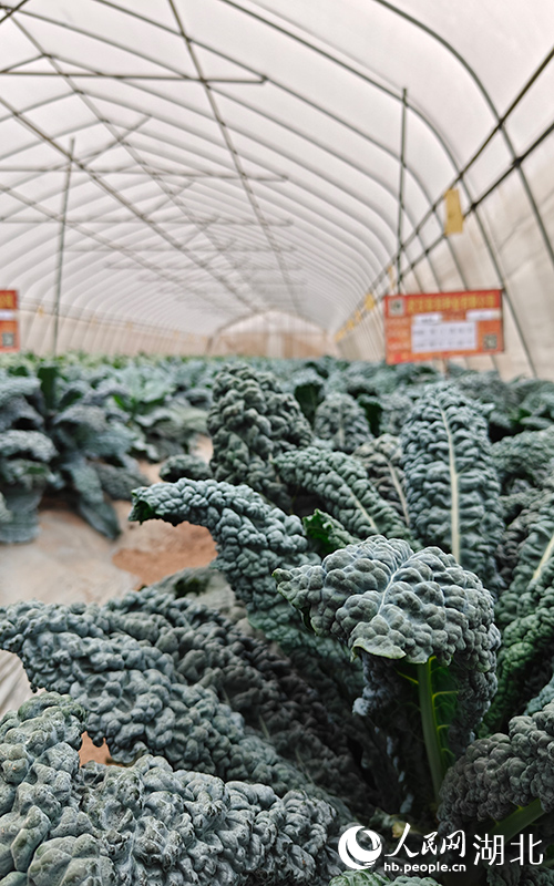 亞非農(nóng)業(yè)科技園里的皺葉菜。