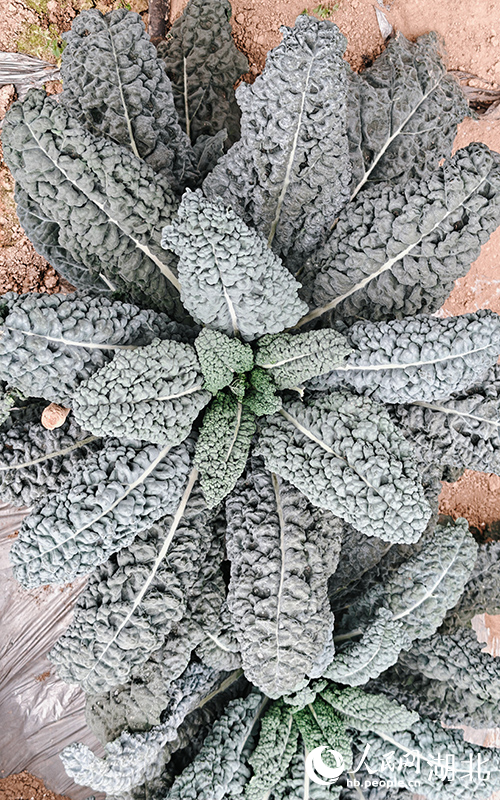 亞非農(nóng)業(yè)科技園皺葉菜種植基地。