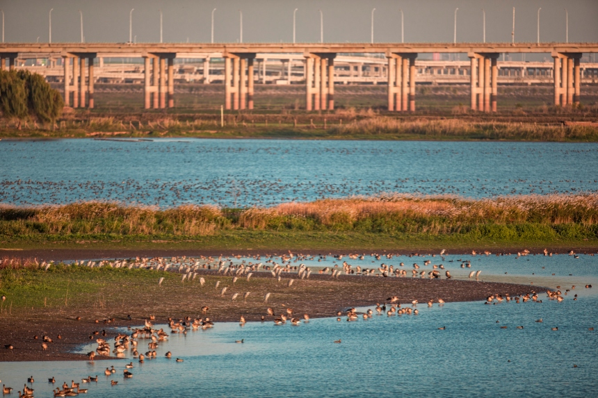 府河濕地天鵝湖內(nèi)越冬的候鳥