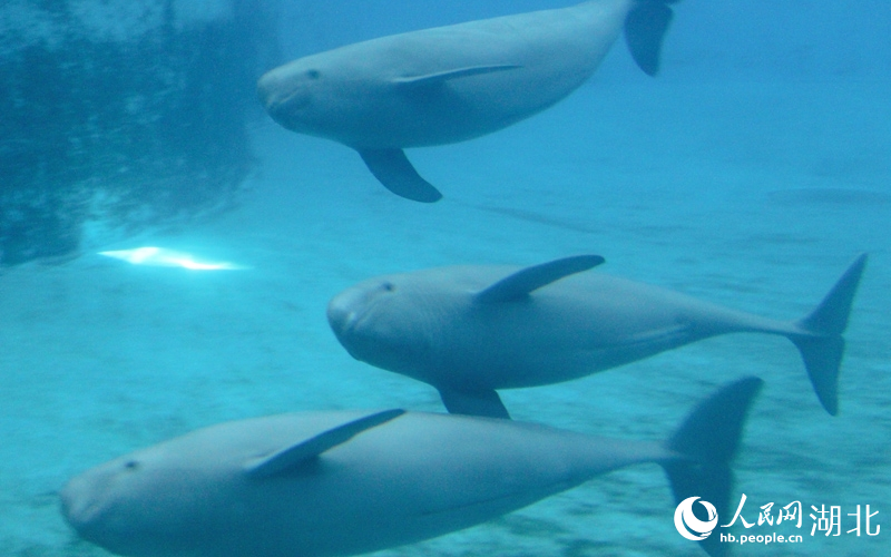 長江江豚在水中暢游。人民網(wǎng)記者 張沛攝