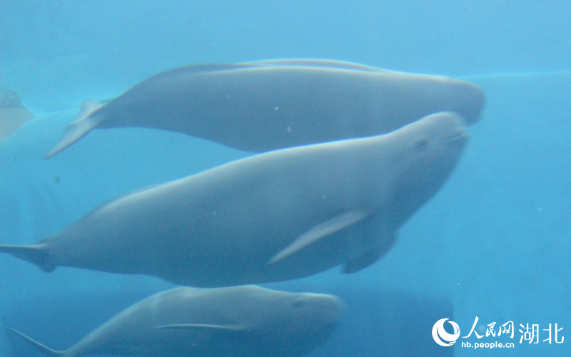 長江江豚在水中暢游。人民網(wǎng)記者 張沛攝