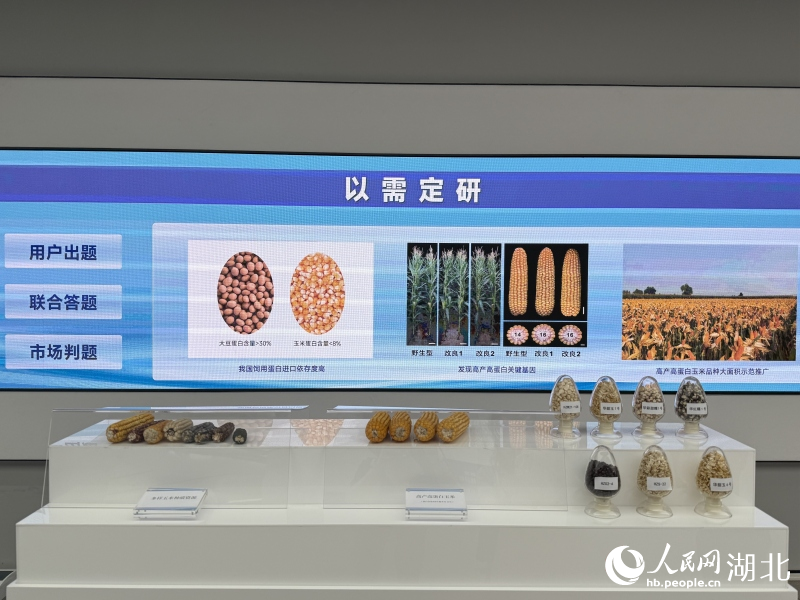 高產高蛋白玉米展示。人民網記者 周恬攝
