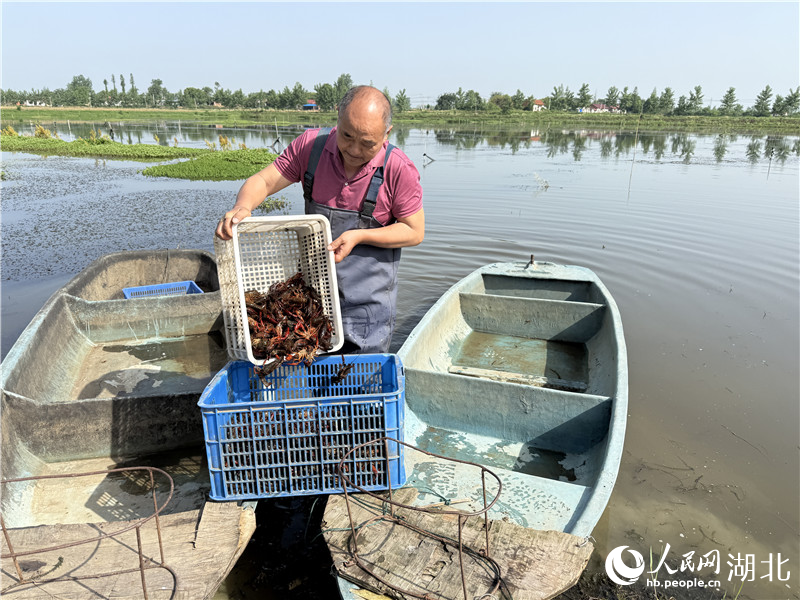 鄭培昌正在塘里撈蝦。人民網(wǎng)記者 張雋攝