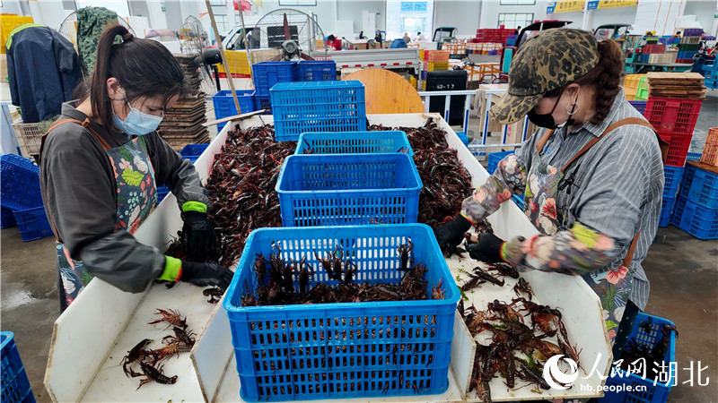 “蝦嫂”們正在分揀。人民網(wǎng)記者周雯攝