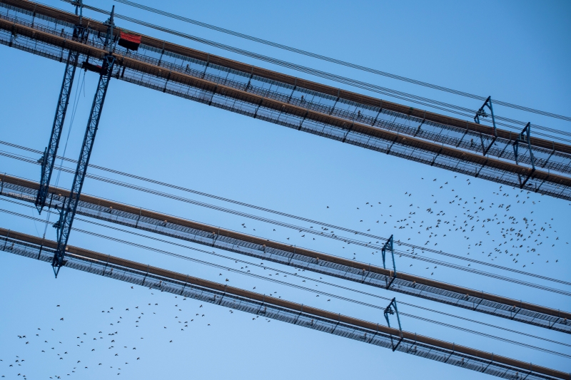 燕磯長江大橋四根主纜。陸落義攝