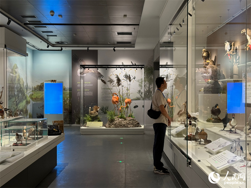 洞庭湖博物館煥新開(kāi)館。人民網(wǎng)記者 吳茜薇攝