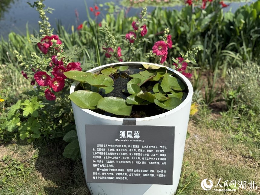 水草科普基地展示的植物。人民網(wǎng)記者 周恬攝