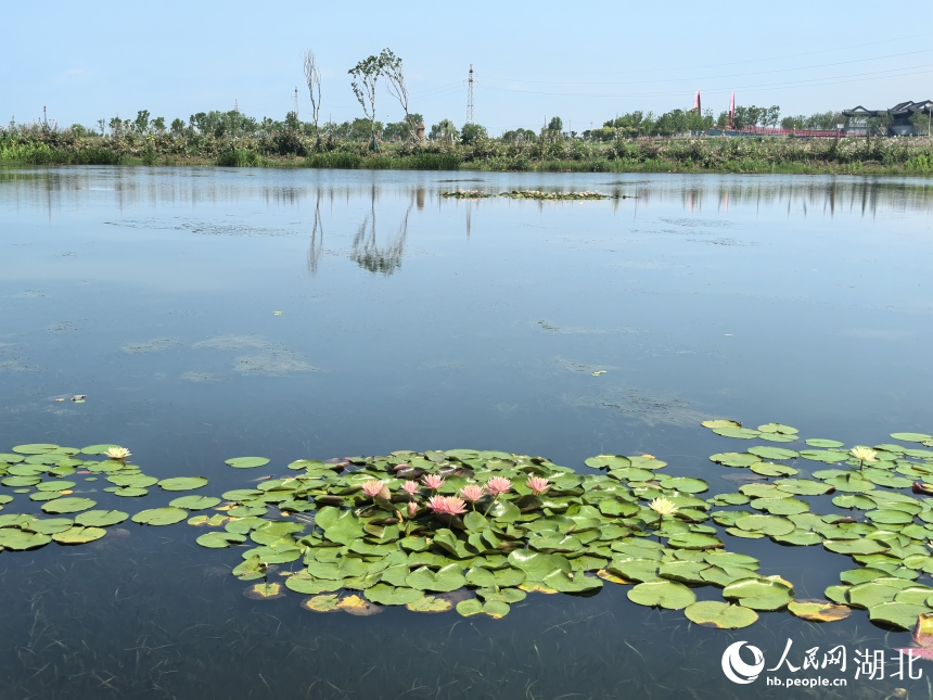湖面養(yǎng)殖的睡蓮。人民網(wǎng)記者 周雯攝