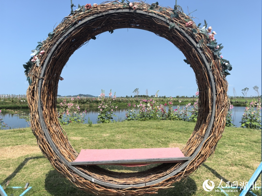 梁子湖區(qū)水草科普基地。人民網(wǎng)記者 周雯攝