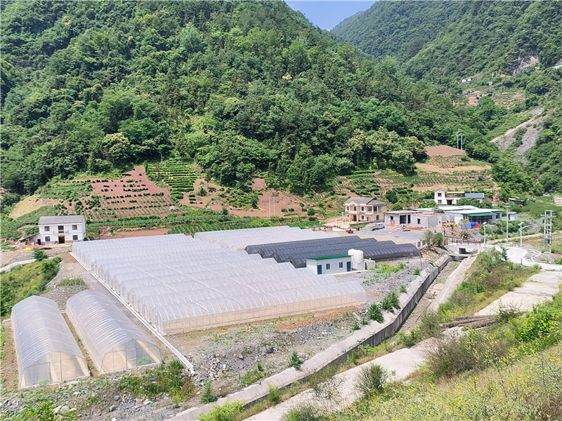 灘坪村煙葉育苗烘烤基地