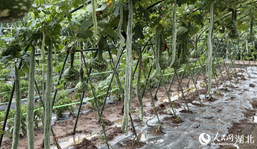 一條條蛇瓜垂下來，像綠色瀑布。