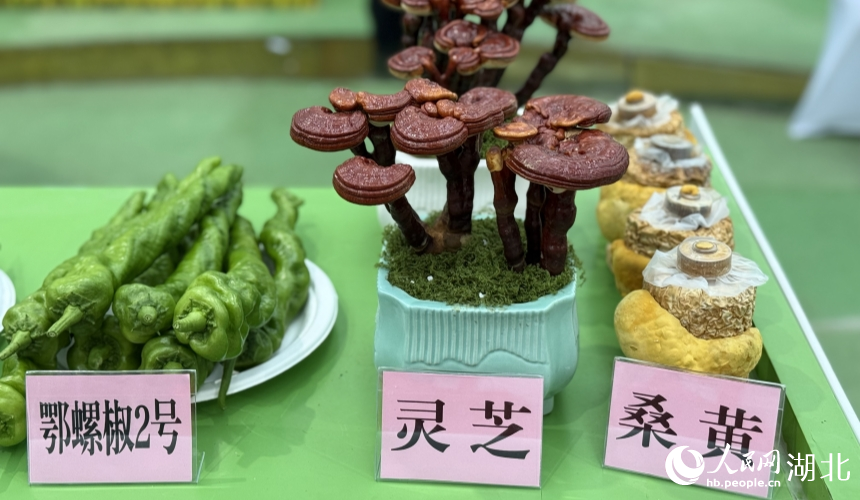 湖北省農(nóng)科院展出的靈芝、桑黃等。