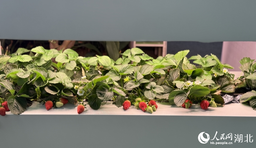 陽臺種植“神器”，可在家里陽臺養(yǎng)殖果蔬。