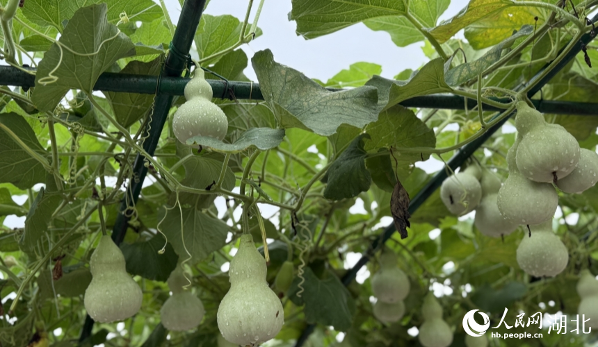 一個(gè)個(gè)“寶葫蘆”掛滿枝頭。