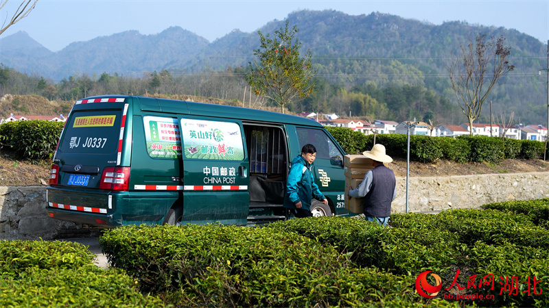 英山云霧茶通過郵政渠道走出去。人民網(wǎng)記者 周恬攝