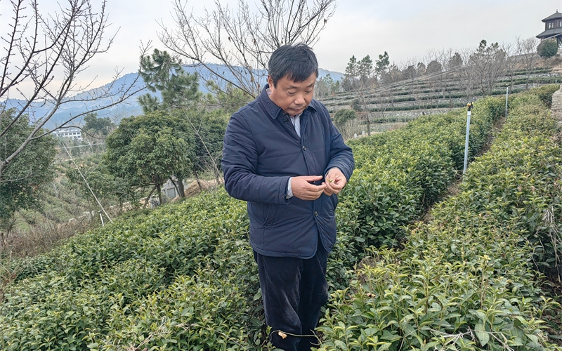 新春走基層｜荒山變茶園