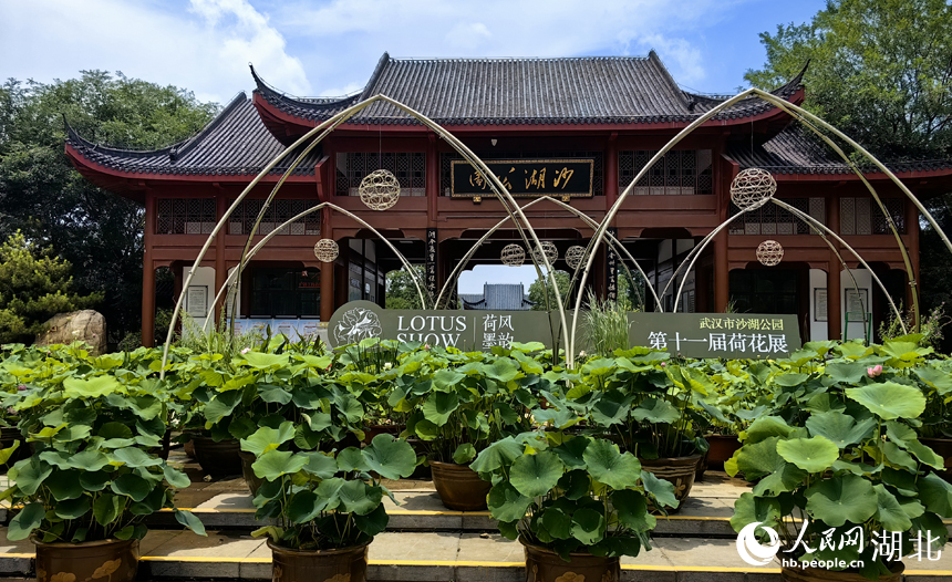滿(mǎn)塘荷韻醉游人 武漢開(kāi)啟荷花觀賞季