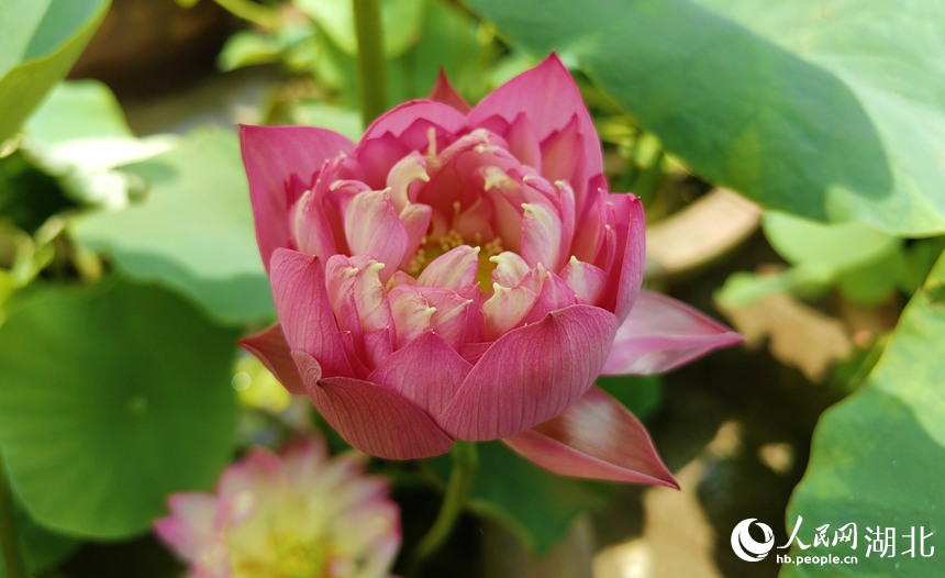 滿塘荷韻醉游人 武漢開(kāi)啟荷花觀賞季【2】