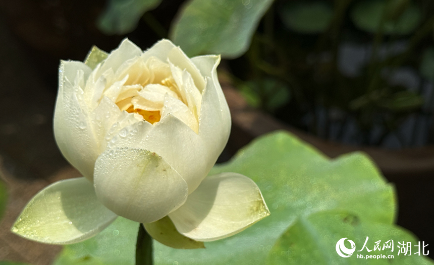 滿塘荷韻醉游人 武漢開啟荷花觀賞季【3】