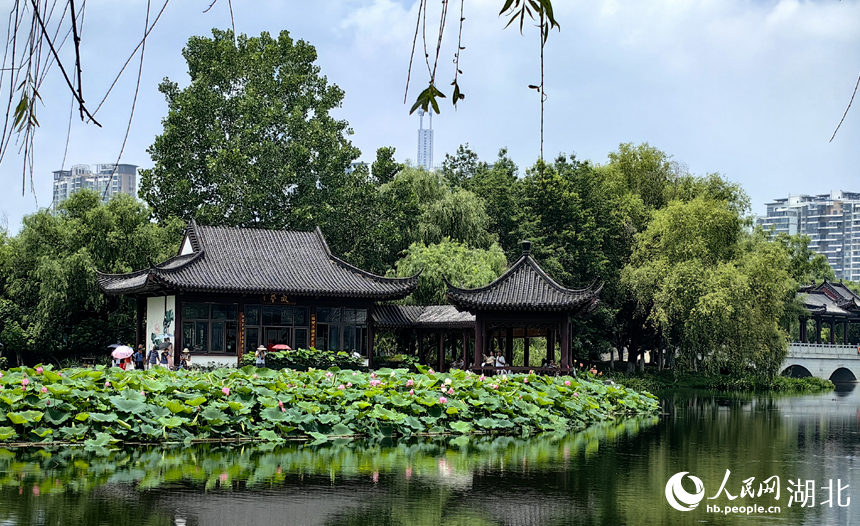 滿塘荷韻醉游人 武漢開(kāi)啟荷花觀賞季【4】