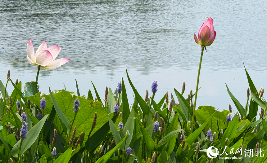滿塘荷韻醉游人 武漢開(kāi)啟荷花觀賞季【5】