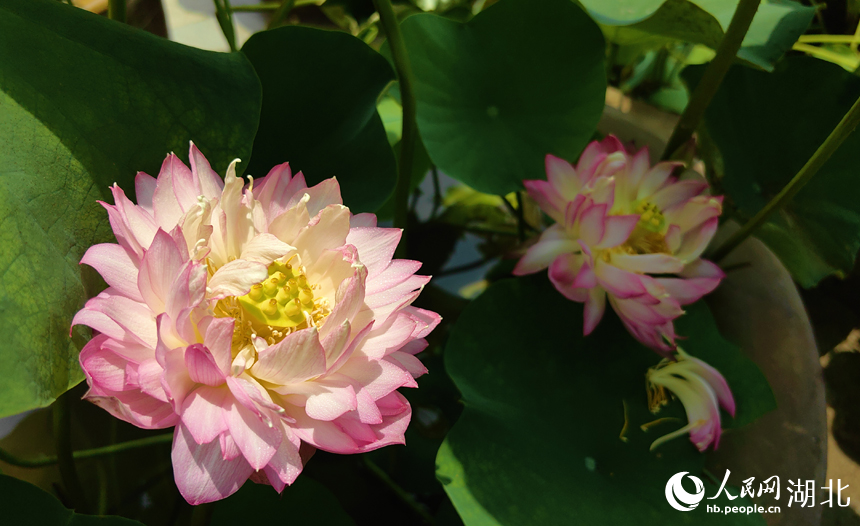 滿塘荷韻醉游人 武漢開啟荷花觀賞季【6】