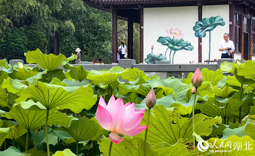滿塘荷韻醉游人 武漢開啟荷花觀賞季【7】