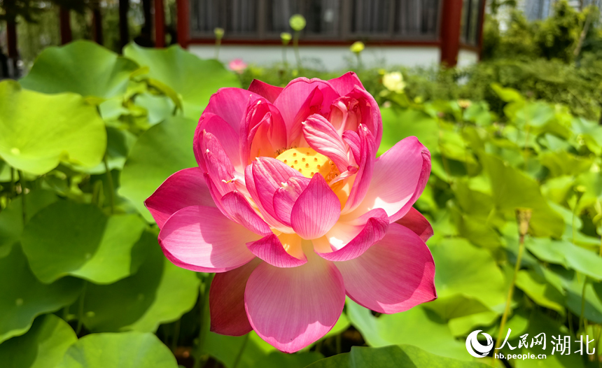 滿塘荷韻醉游人 武漢開啟荷花觀賞季【8】