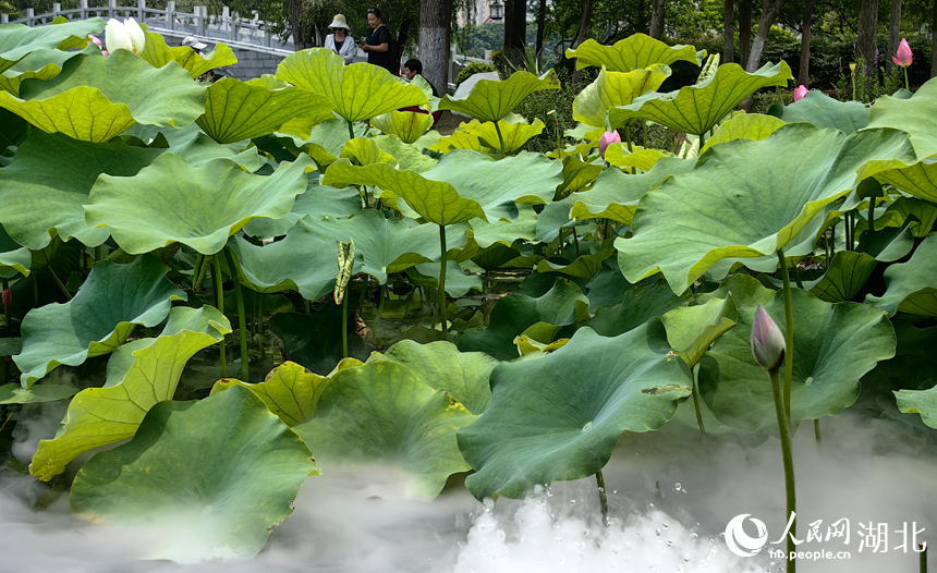 滿塘荷韻醉游人 武漢開啟荷花觀賞季【9】