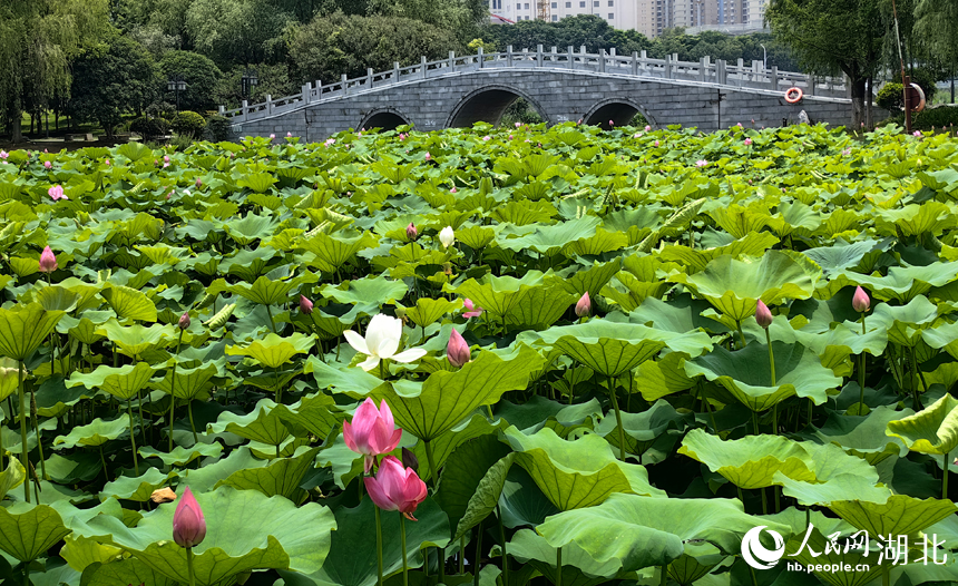 滿塘荷韻醉游人 武漢開啟荷花觀賞季【10】