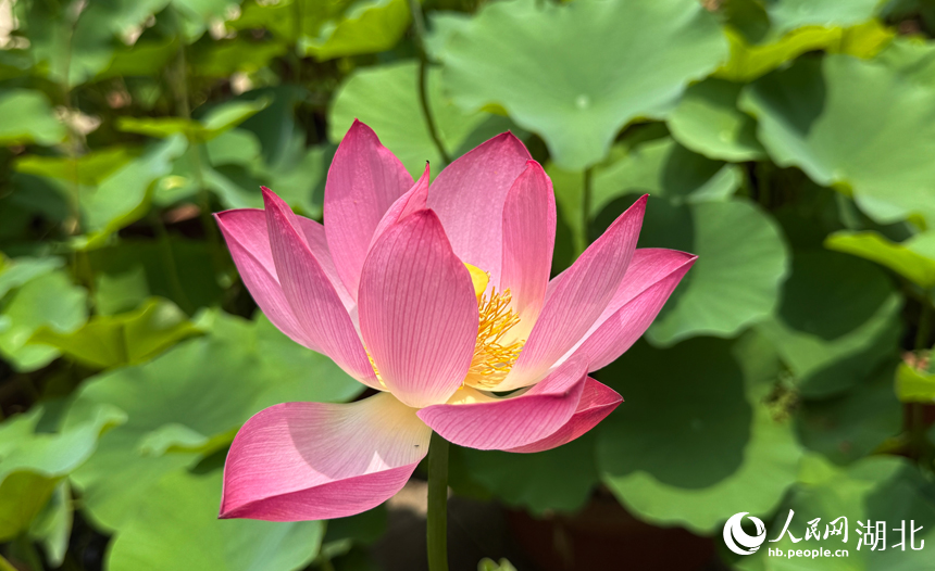 滿塘荷韻醉游人 武漢開啟荷花觀賞季【11】