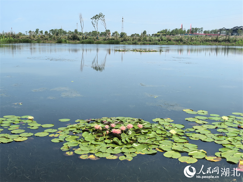 湖水清澈見底，蓮花隨風(fēng)飄曳。人民網(wǎng)記者 周雯攝