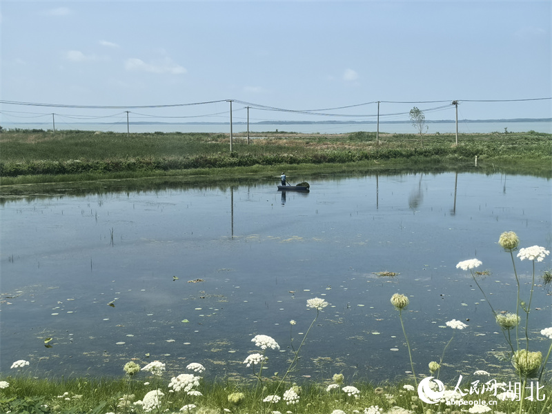 村民正在管護水草。人民網(wǎng)記者 周雯攝