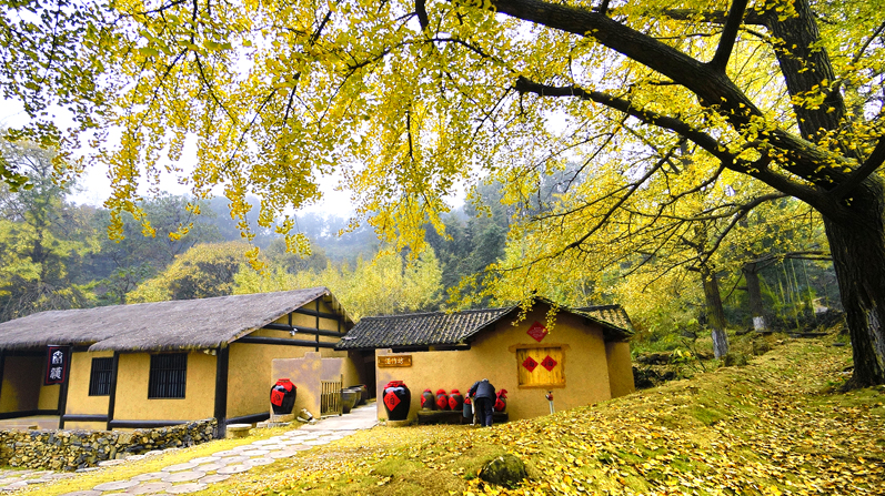 隨州千年銀杏谷