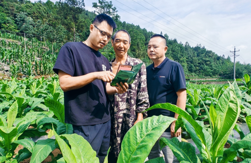 6月23日，恩施州宣恩縣煙草專賣局開展“送法”進(jìn)店、上街、入村活動。圖為工作人員在田間地頭向煙農(nóng)宣傳法律法規(guī)。李雙翔攝