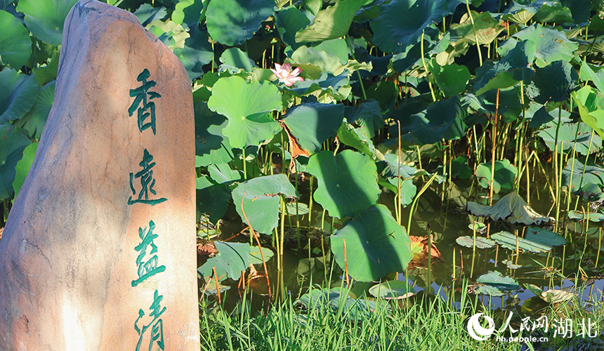 公園內(nèi)荷花盛開。