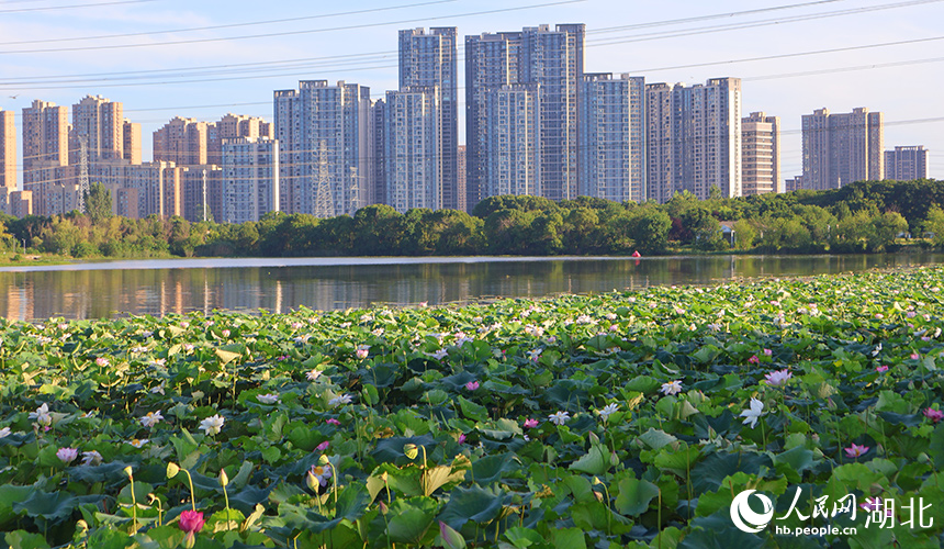居民家門口的濕地公園。