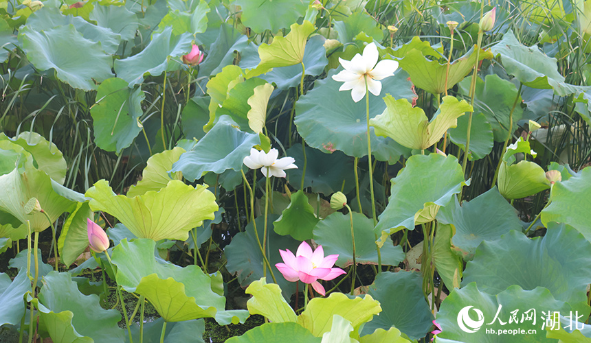 藍(lán)天碧水映荷香。