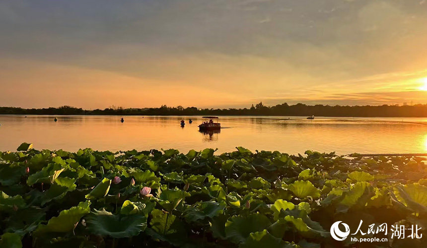 夕陽映射夏日荷塘。