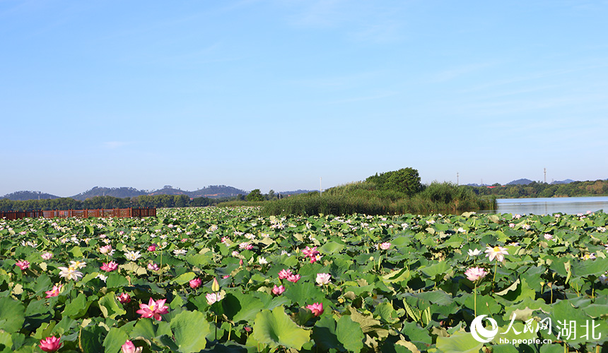 夏日荷花盛開,與藍天白云繪就成一幅山水畫。
