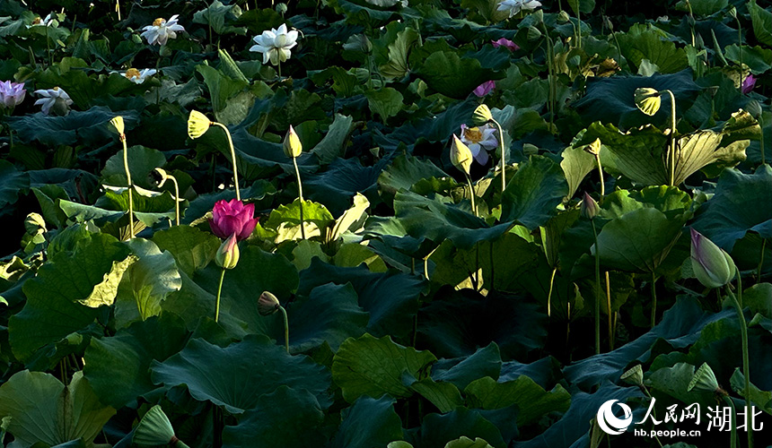 夏日荷花盛開。