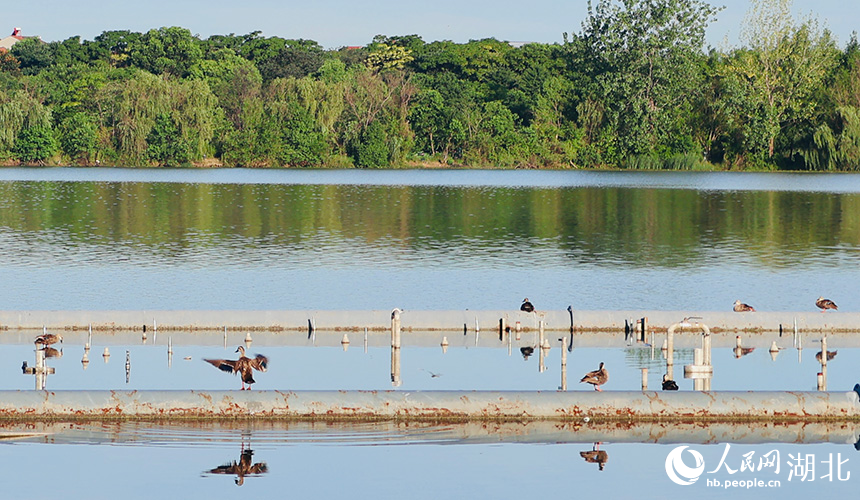 園內(nèi)不少水鳥在湖面棲息
