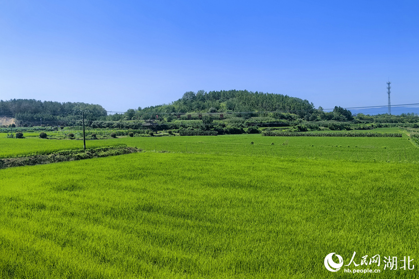 稻田綠意翻涌，長勢喜人。人民網(wǎng)記者 張穎攝