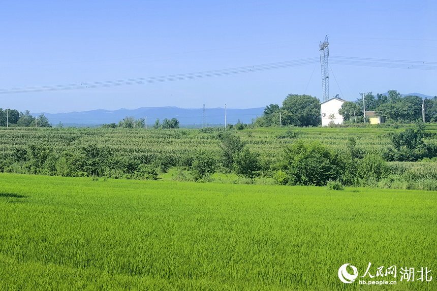 稻田綠意濃。人民網(wǎng)記者 張穎攝